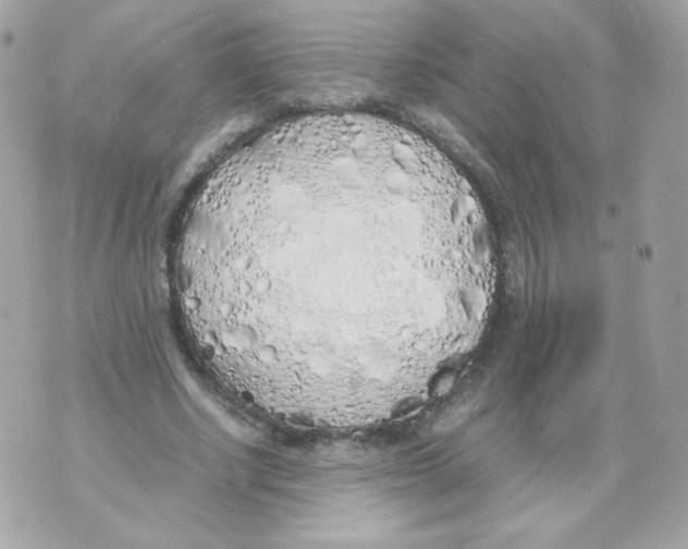 X0000070430634200607080000