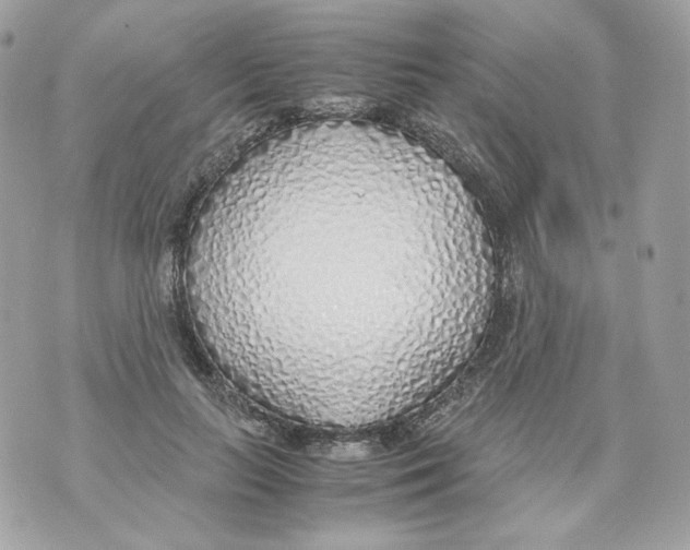 X0000070430647200607080000