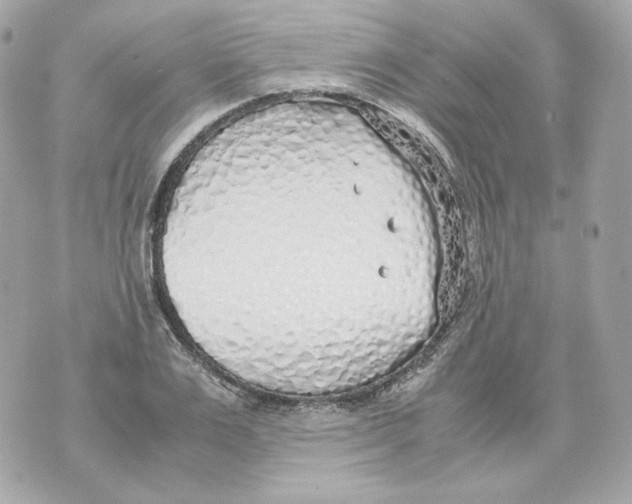 X0000070430983200607072355