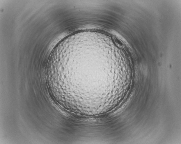 X0000070431329200607072350