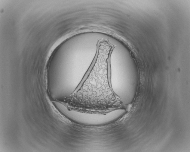 X0000070431522200607072346