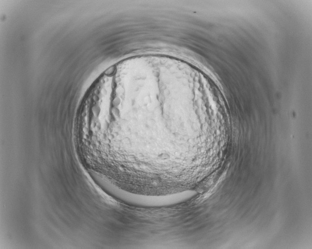 X0000070431533200607072347