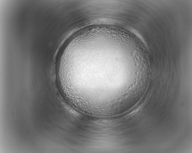 X0000070821075200606301856