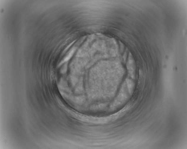 X0000070830048200607071752