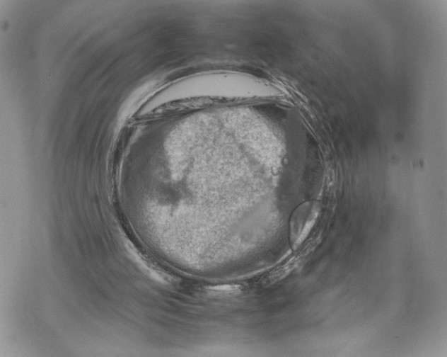 X0000070830053200607071752