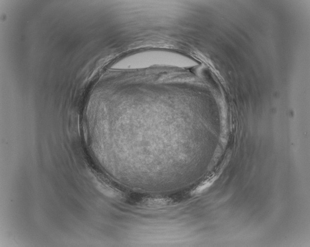 X0000070830205200607071750