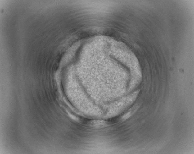 X0000070830528200607071744