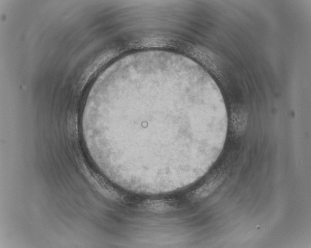 X0000070830534200607071744