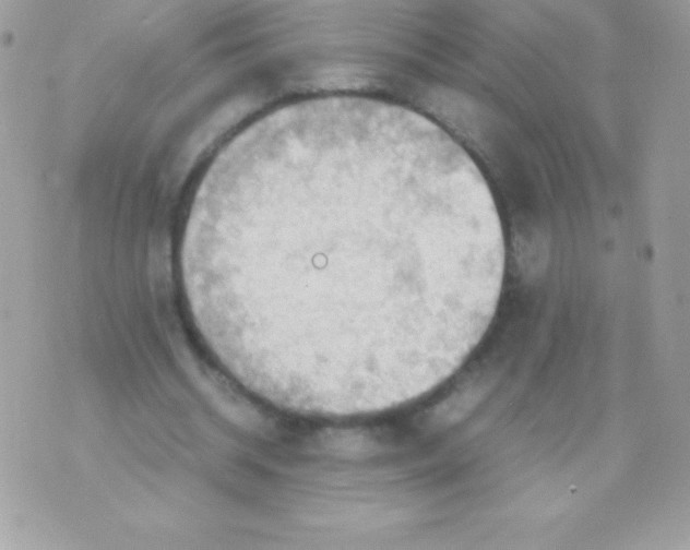 X0000070830534200607142343