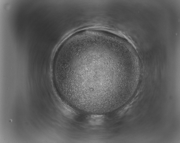 X0000070850055200606161145