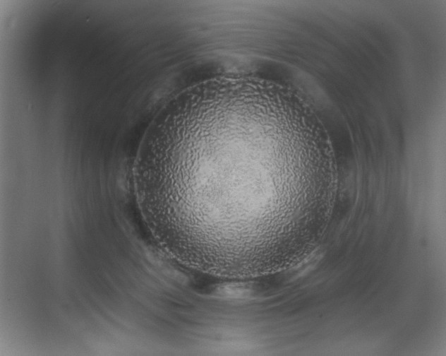 X0000070850078200606161146