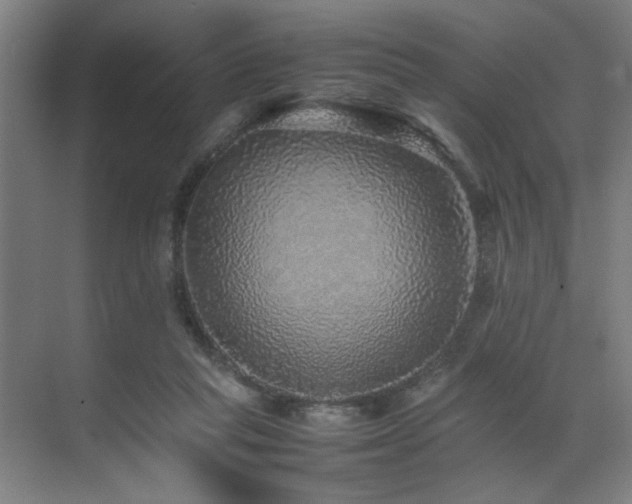 X0000070850261200606161142