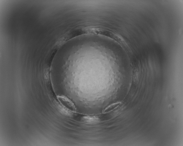 X0000070850477200606161140