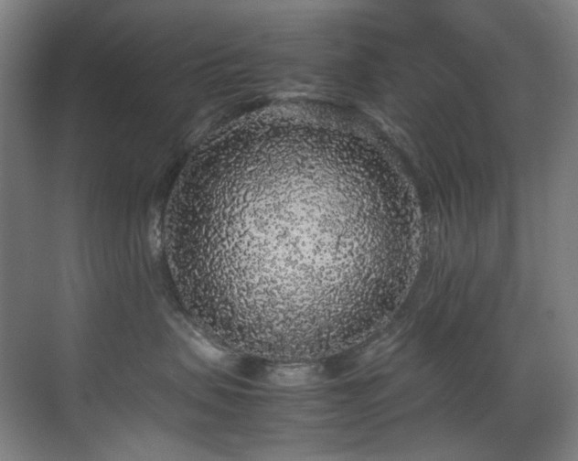 X0000070850479200606161140
