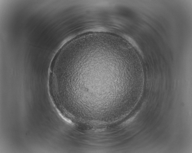 X0000070850845200606161133