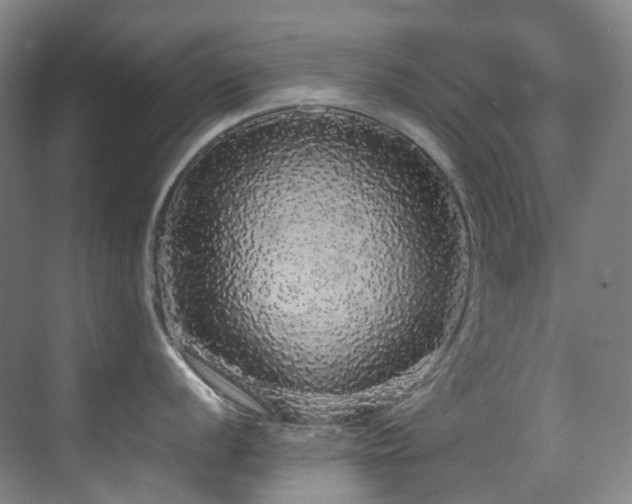 X0000070851056200606161130