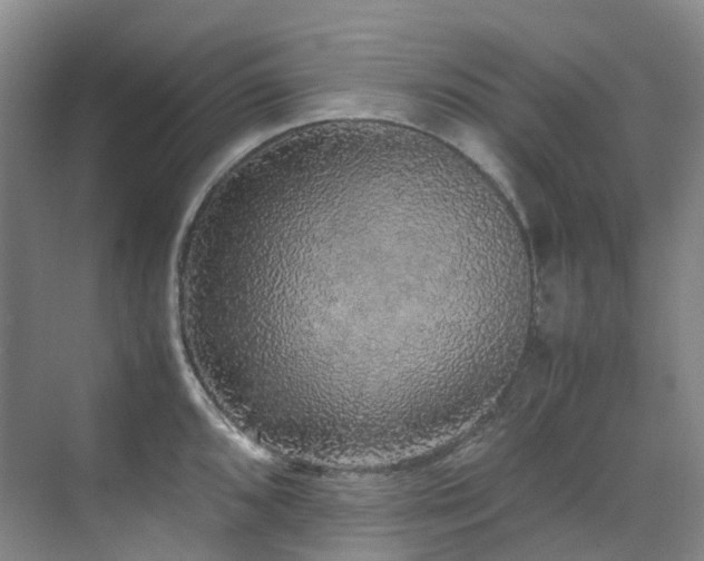 X0000070851096200606161128