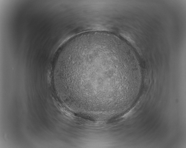 X0000070851163200606161127