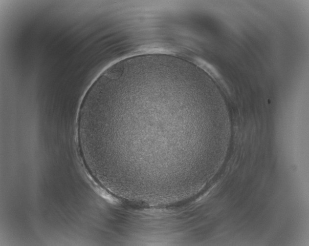 X0000070851236200606161126