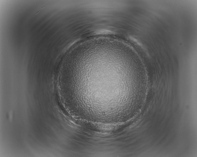 X0000070851313200606161124
