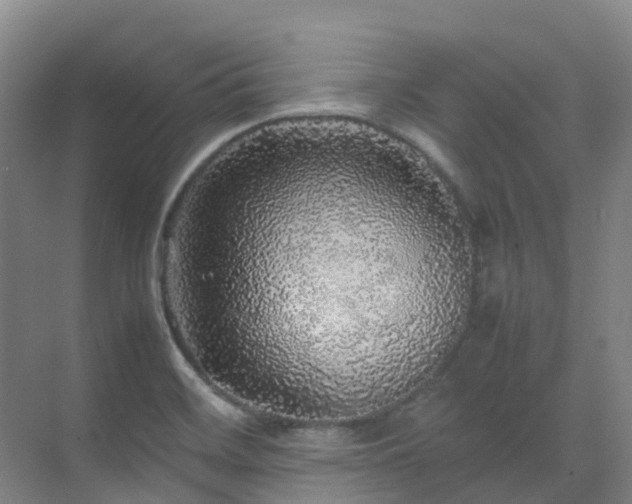 X0000070851468200606161122