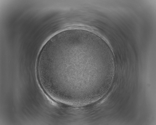 X0000070851533200606161122