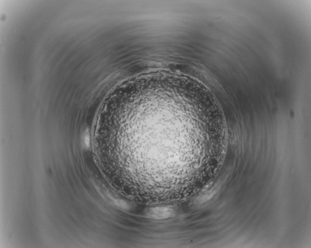 X0000070850095200606191259