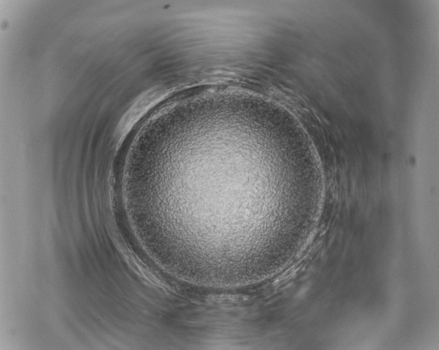 X0000070850242200606191255