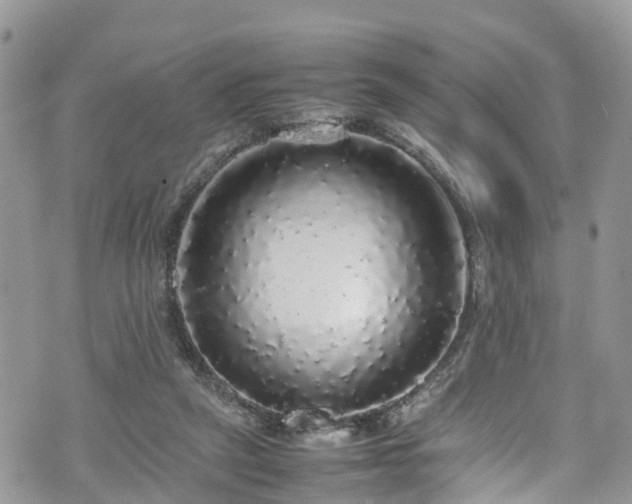 X0000070850257200606191256
