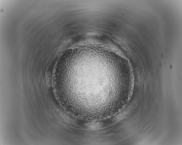 X0000070850273200606191256