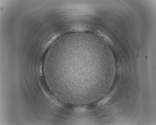X0000070850358200606191254