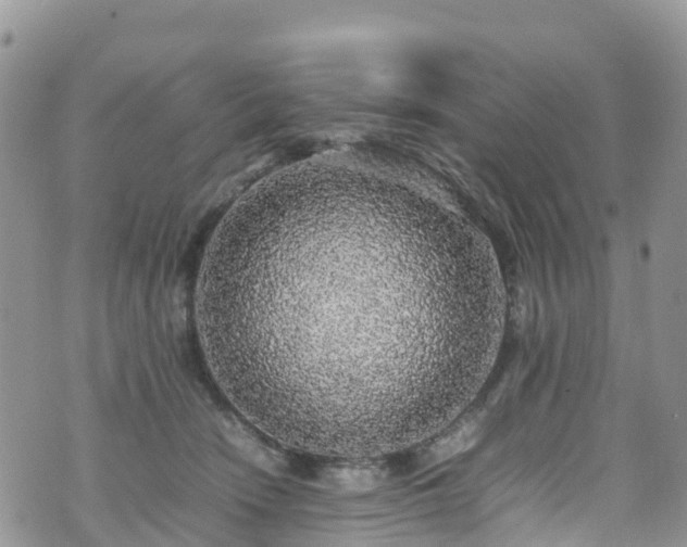 X0000070850466200606191253
