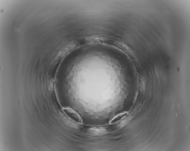 X0000070850477200606191253