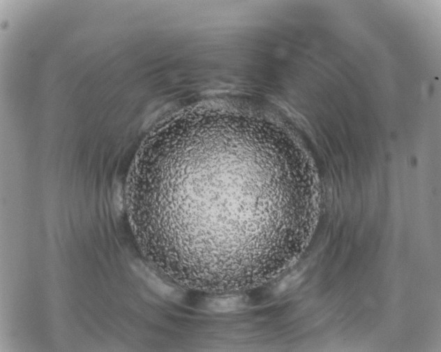 X0000070850479200606191253