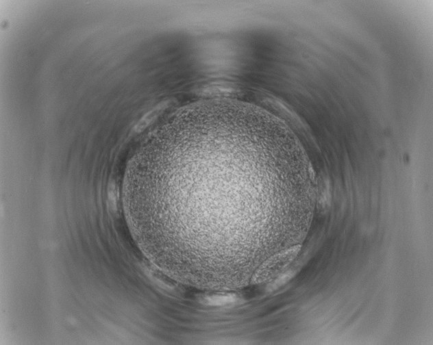 X0000070850669200606191250