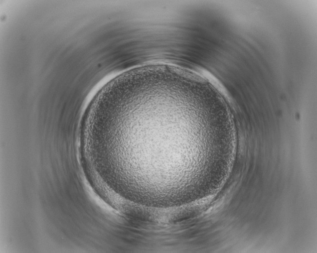 X0000070850955200606191245
