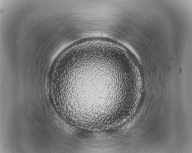 X0000070850983200606191244