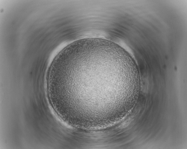 X0000070851096200606191242