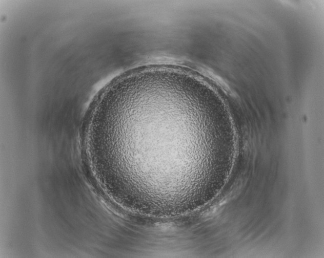X0000070851264200606191239