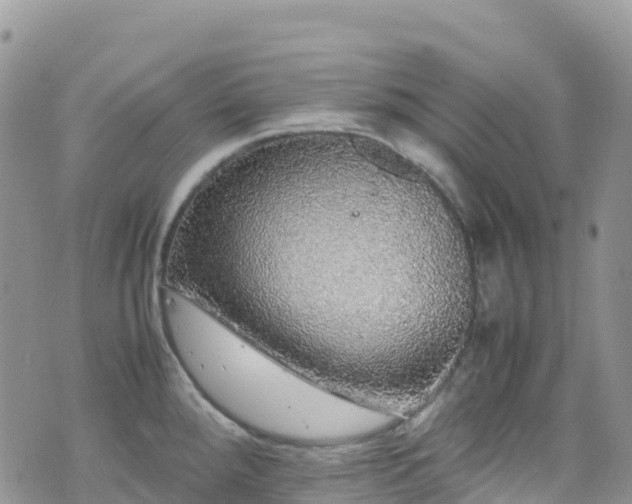 X0000070851288200606191239