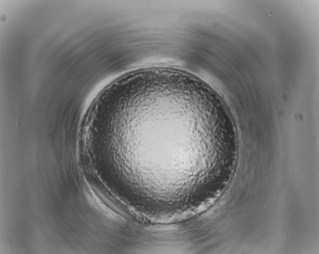 X0000070851296200606191239