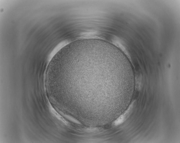 X0000070851386200606191237