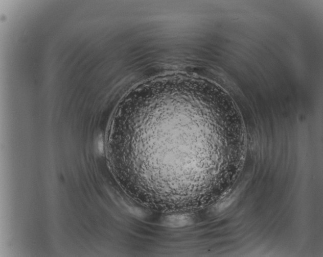 X0000070850095200606231049