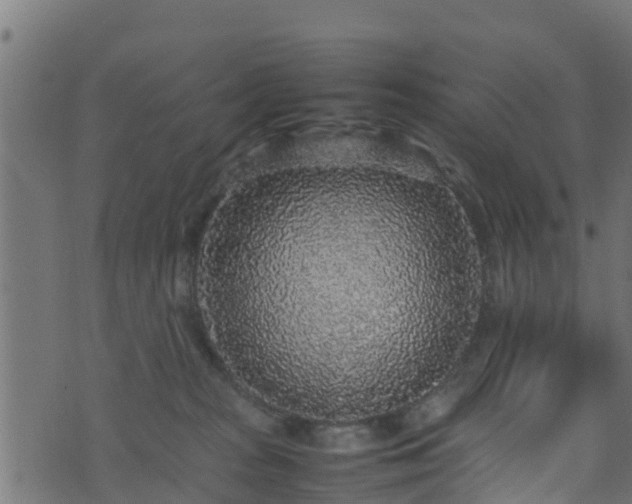 X0000070850277200606231046