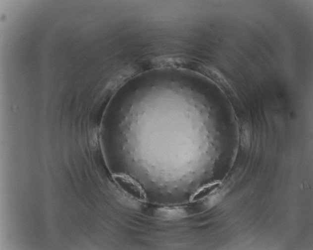 X0000070850477200606231043