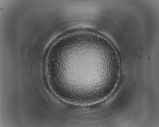 X0000070850783200606231037