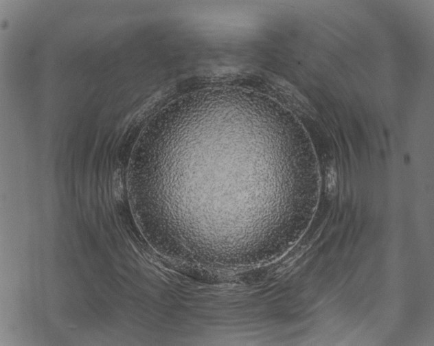 X0000070851204200606231030