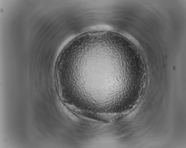 X0000070851248200606231030