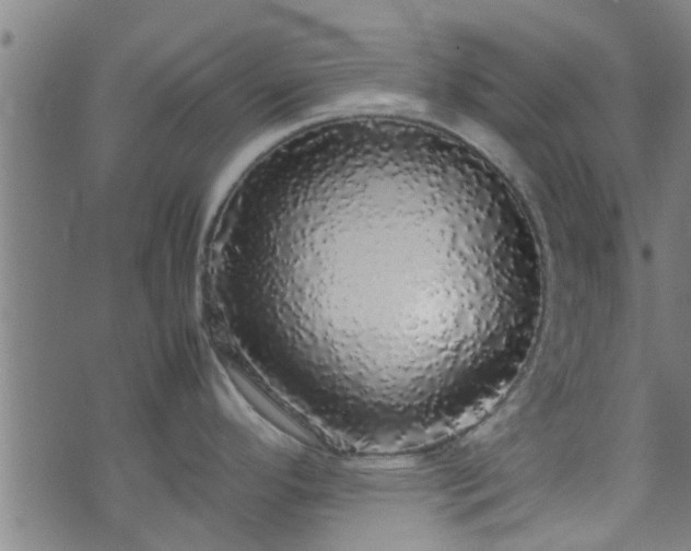 X0000070851296200606231029