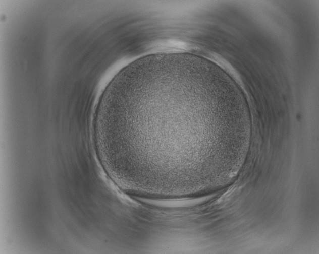 X0000070851488200606231026